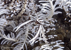 Crinoid squat lobster - Lembeh.
60mm. by Mark Thomas 